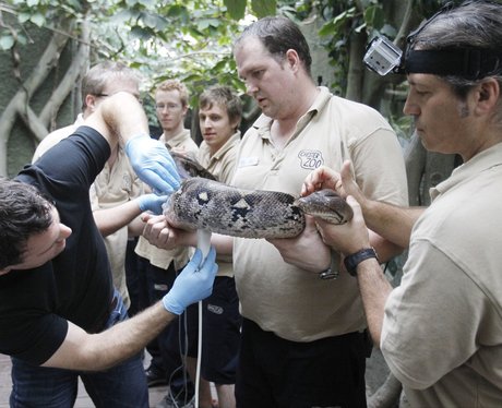 chester zoo snake health check