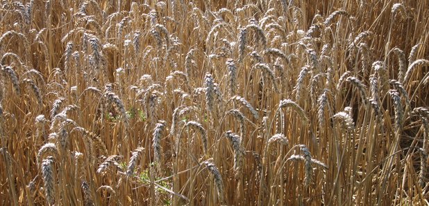 Fields of wheat