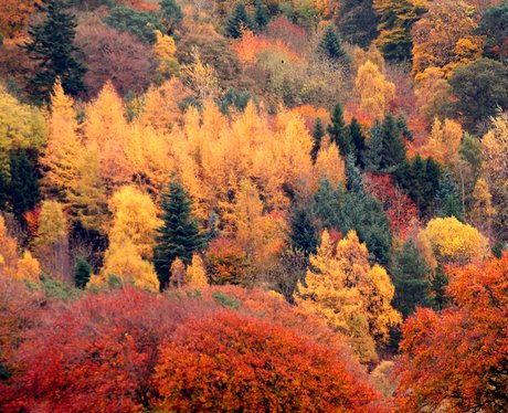autumn, indian, summer