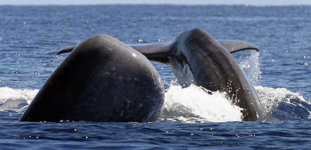 Whale Azores Photos