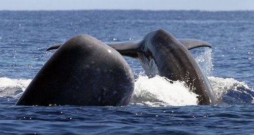 Whale Azores Photos