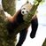 Image 5: Panda Cub Cotswold 2