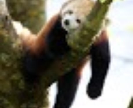 Panda Cub Cotswold 2