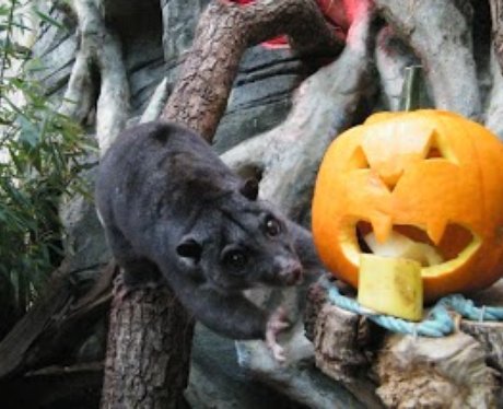 Cotswold: Halloween Animals 1