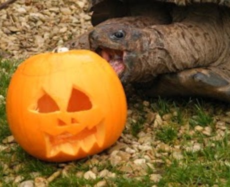 Cotswold: Halloween Animals 1