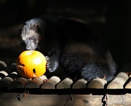 Cotswold: Halloween Animals 1