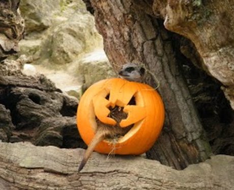 Cotswold: Halloween Animals 1
