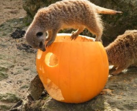 Cotswold: Halloween Animals 1