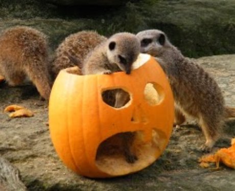 Cotswold: Halloween Animals 1