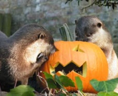 Cotswold: Halloween Animals 1
