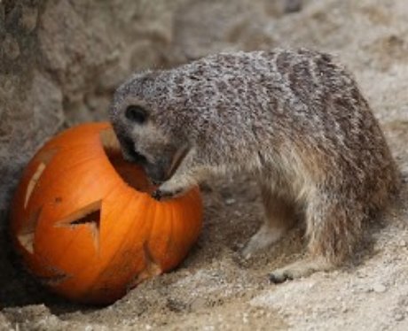 Cotswold: Halloween Animals 1