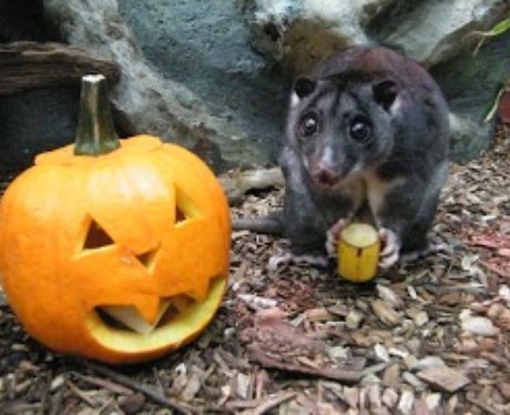 Cotswold: Halloween Animals 1