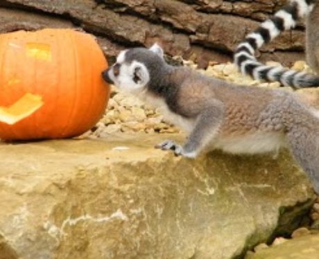 Cotswold: Halloween Animals 1