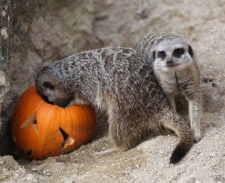 Cotswold: Halloween Animals 1