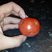Image 2: Warren halloween tomato