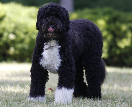 Bo Obama