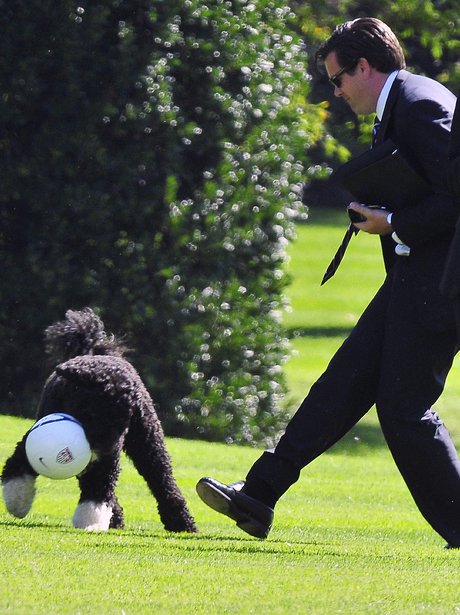 Bo Obama