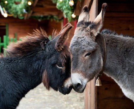Christmas Donkeys