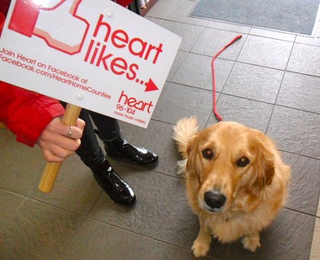 Heart Likes
