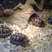 Image 7: Whipsnade Zoo's 2013 Stocktake