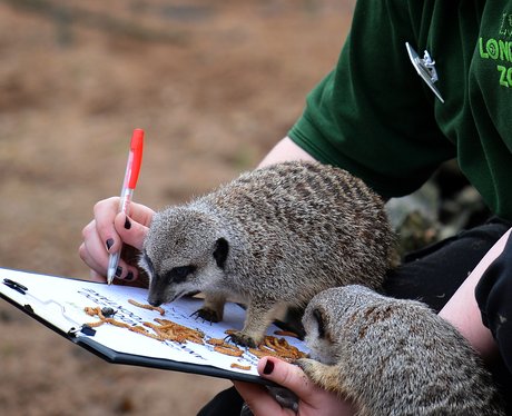 Baby meerkats at London Zoo