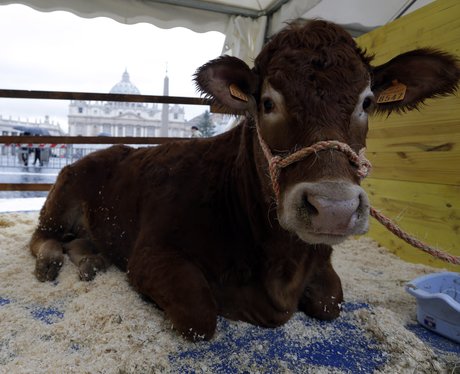 Calf at the Vatican for the feast of St Anthony