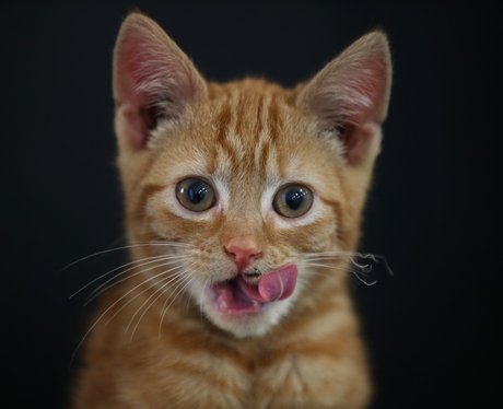 An abandoned kitten, Battersea Dogs and Cats Home