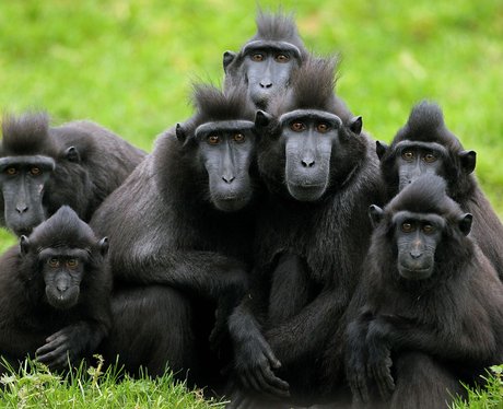 Crested Macaques at Dublin Zoo