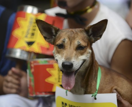 Puppies protesting in Manila