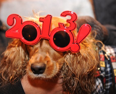 Dog wears happy new year goggles - Cutest Pictures Of The Week - 16th January 2013 - Heart