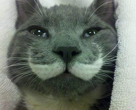 Cat posted on Imgur.com via Reddit