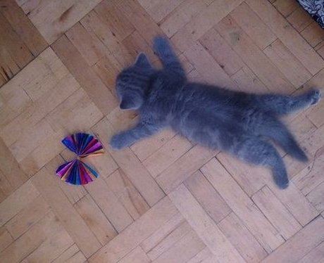 Tired kitten sleeping