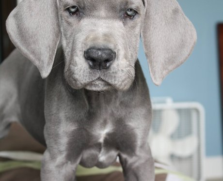 Cute puppy, imgur.com