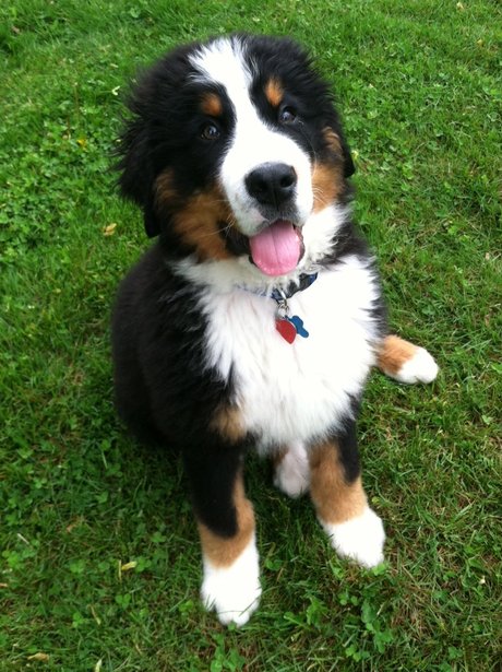 Fluffy dog on Reddit