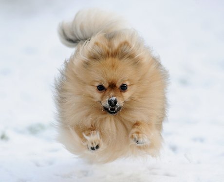 Pomeranian dog running in the snow
