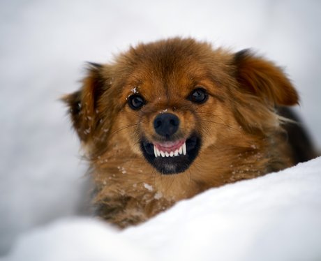 Dog in the snow