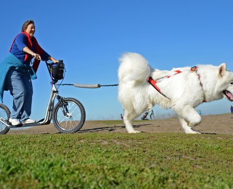 An urban musher is pulled by her Samoyed