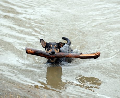Dog swimming in the river