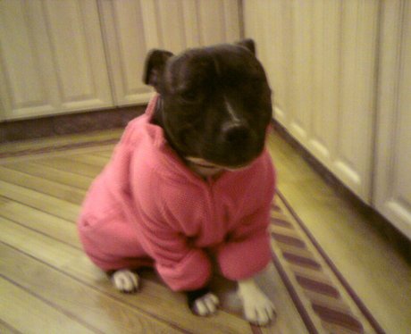 Dress Up Your Pet Day - Melody
