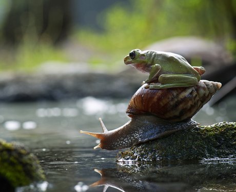 Frog sitting on a snail's back