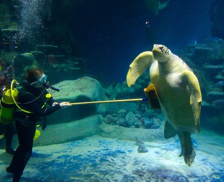 A turtle and Aquarist at the London Aquarium