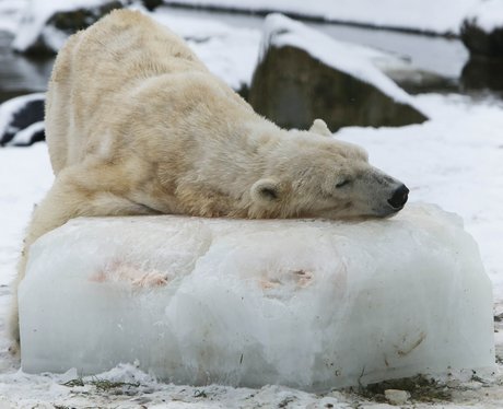 Polar bear at a zoo in the Netherlands