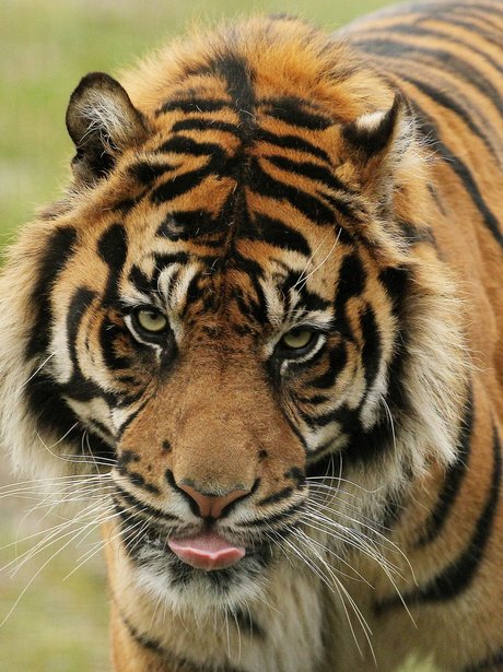 Ussuri the Siberian tiger at Dublin Zoo