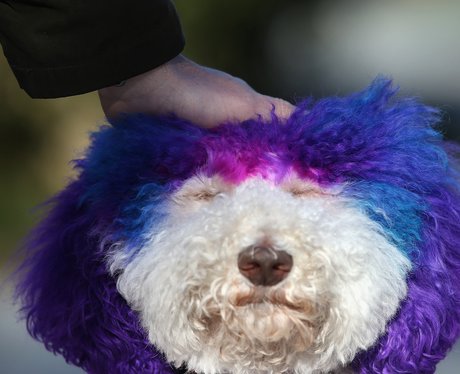 Therapy dog at Sandy Hook