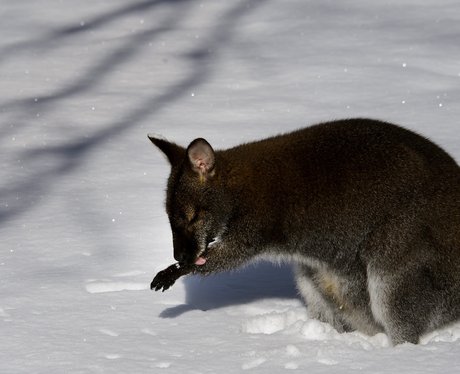 Wallaby in the snow at a zoo in Switzerland