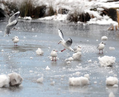 Birds on a frozen lake 