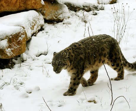 Snow leopard in the snow at Twycross Zoo