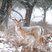 Image 10: A deer in the snow, Richmond Park, London