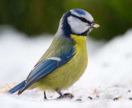 A blue tit in the snow