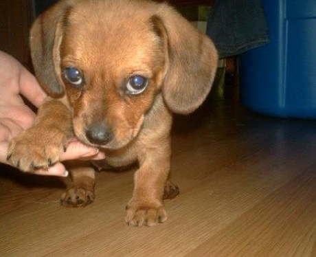 Puppy dog giving paw